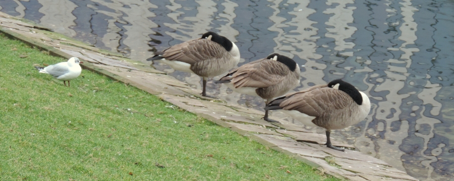 051 Geese
