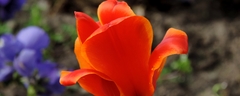 021 Tulip