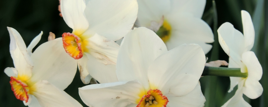 067 Daffodils