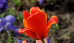 021 Tulip