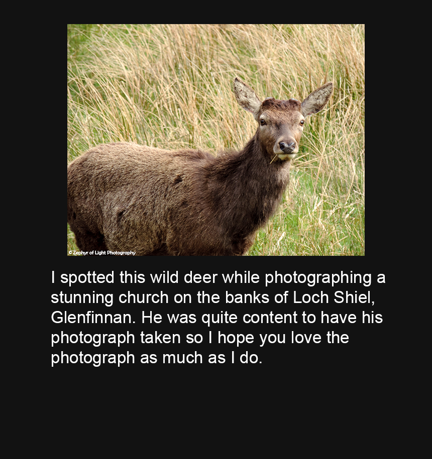0111 - Wild Deer