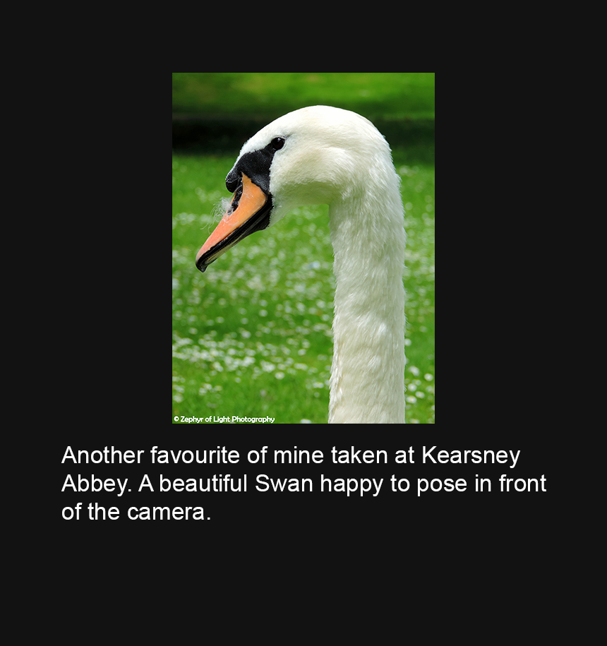 0120 Swan